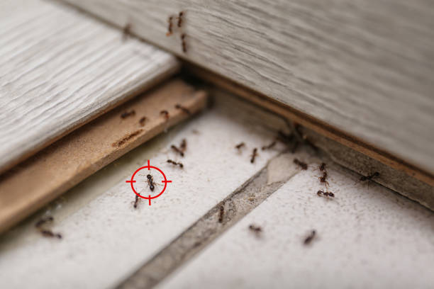 Best Pest Removal Services  in North Sioux City, SD